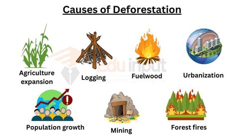 What Are The Causes Of Deforestation In Points