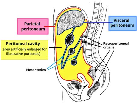 What Causes Peritoneal Cancer